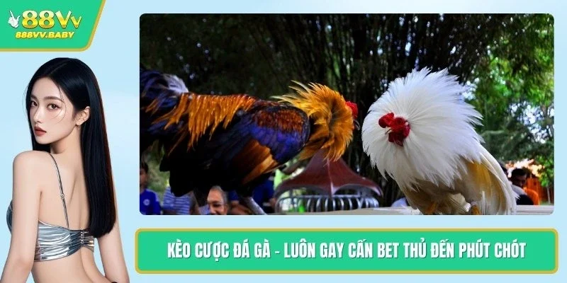 Kèo Cược Đá Gà - Luôn Gay Cấn Bet Thủ Đến Phút Chót