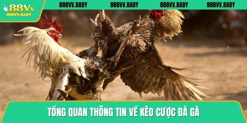 Tổng quan thông tin về kèo cược đá gà